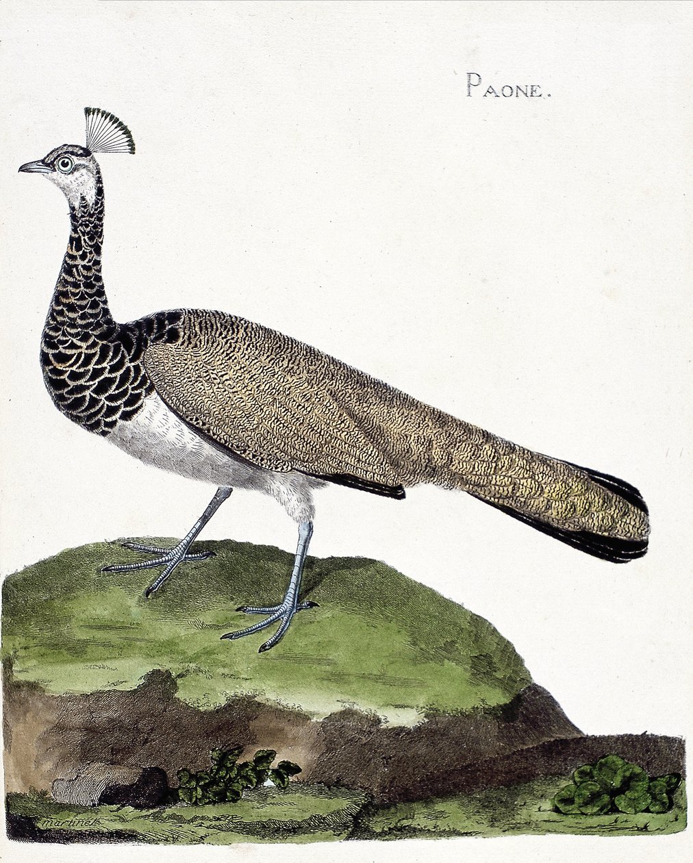 Carta zoológica (ornitologia): O pavão (pavão azul ou pavão cristatus). Ilustração em "A história das aves, pintadas nos seus aspectos aparentes e sensíveis" de François Nicolas Martinet (1731-1800). Coleção particular. de Francois Nicolas Martinet