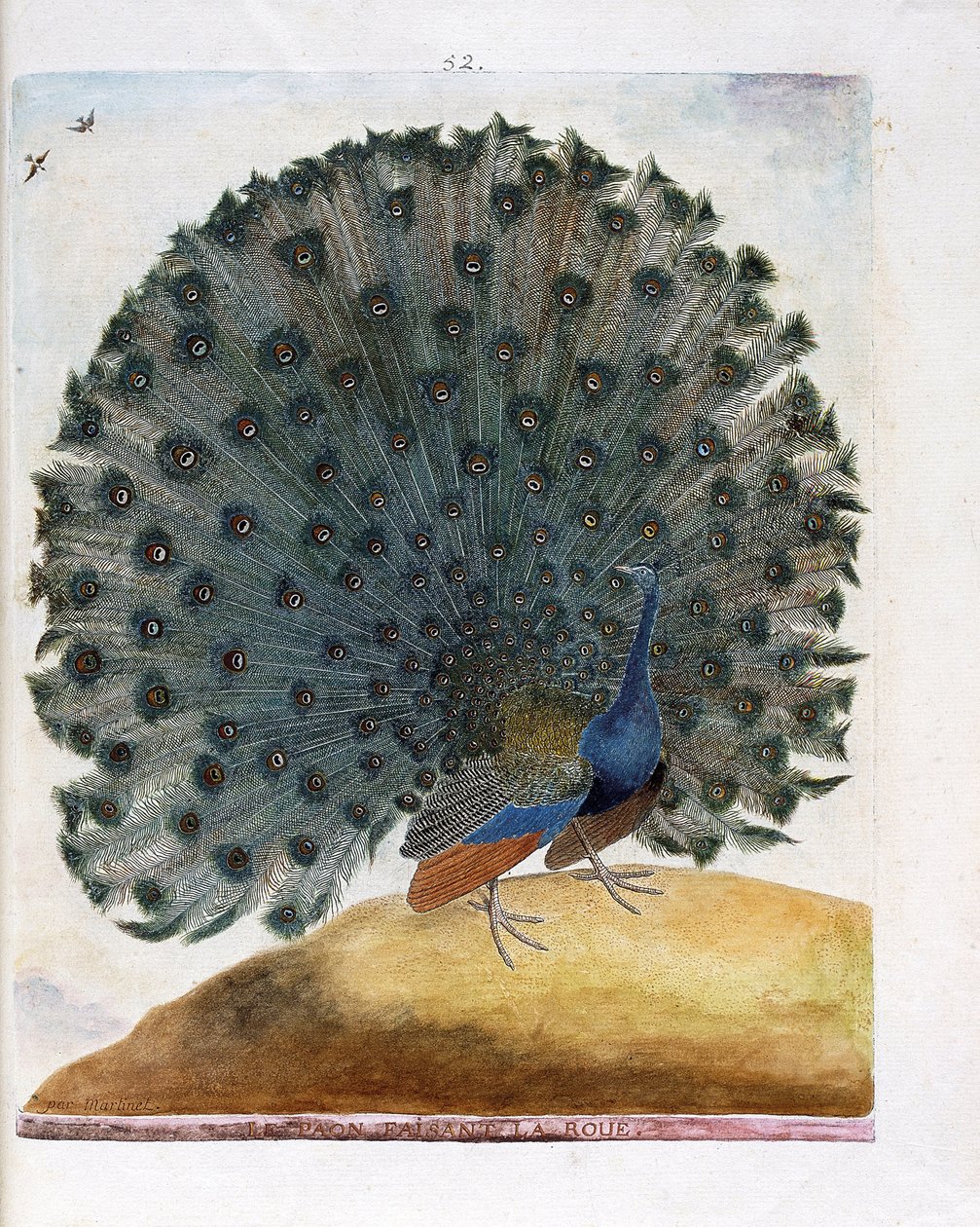 Carta zoológica (ornitologia): O pavão que faz a roda (pavão azul ou Pavo cristatus). Ilustração em "A história das aves, pintadas nos seus aspectos aparentes e sensíveis" por François Nicolas Martinet (1731-1800). Coleção particular. de Francois Nicolas Martinet