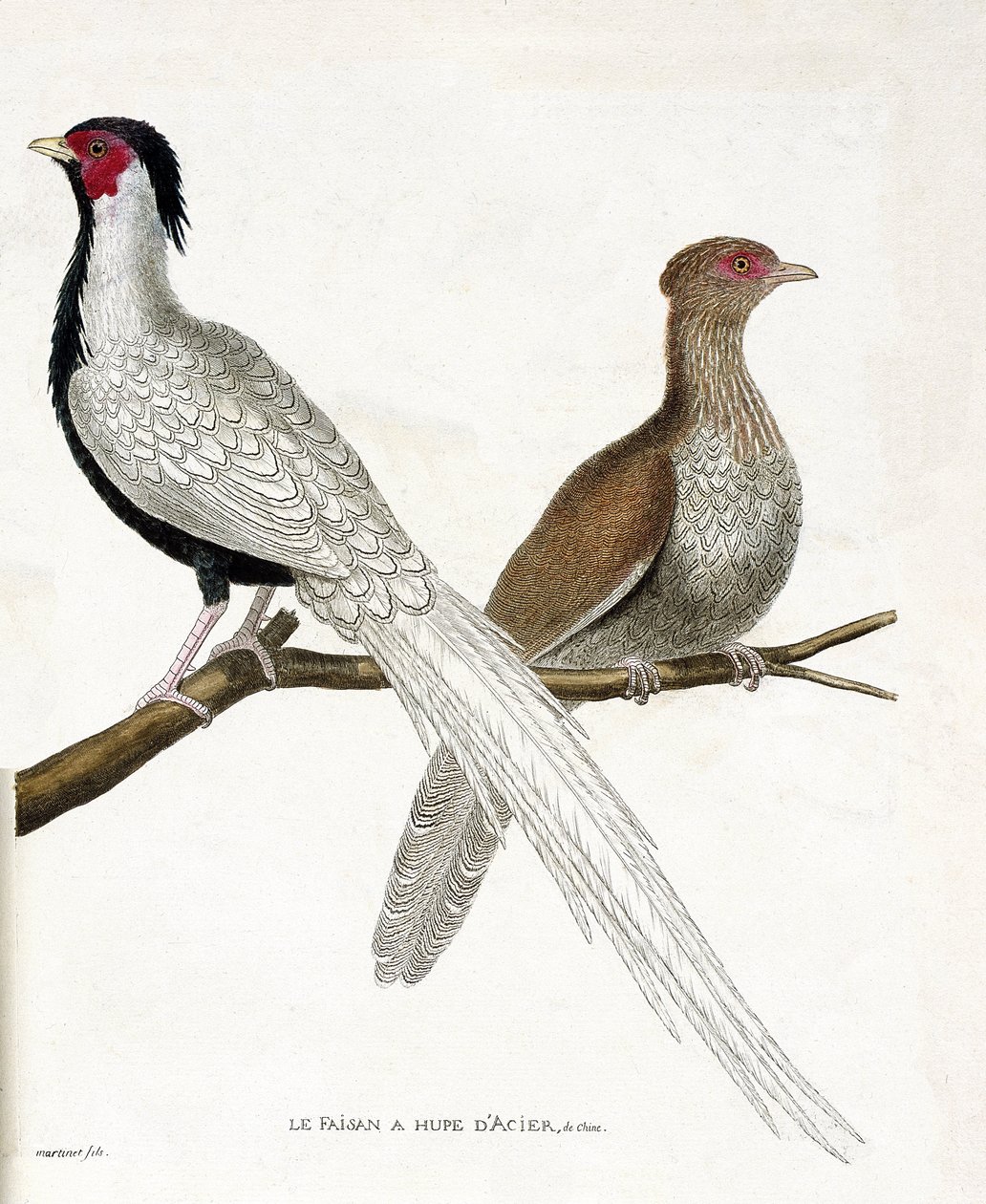Carta zoológica (ornitologia): O faisão tem um hupe de aço chinês e sua fêmea (faisão prateado ou Lophura nycthemera) sobre um ramo. Ilustração em "A História das Aves, Pintadas nos seus Aspectos Aparentes e Sensíveis" de François Nicolas Marti de Francois Nicolas Martinet
