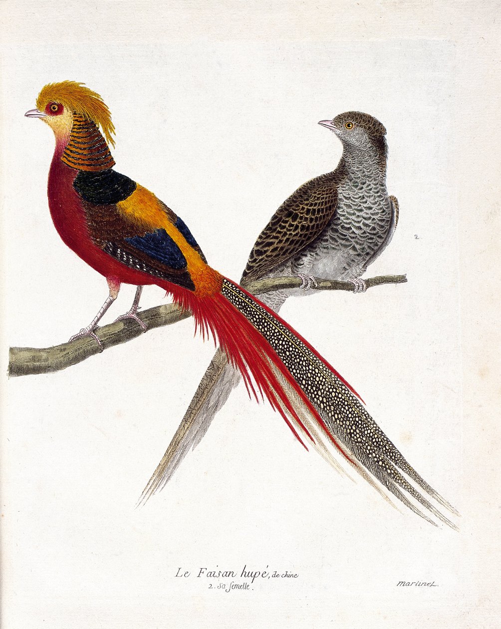 Carta zoológica (ornitologia): O faisão da China e sua fêmea (faisão dourado e crisóforo) sobre um ramo. Ilustração em "A História das Aves, Pintada nos seus Aspectos Aparentes e Sensíveis" de François Nicolas Martinet (1731-1800). Privado de Francois Nicolas Martinet