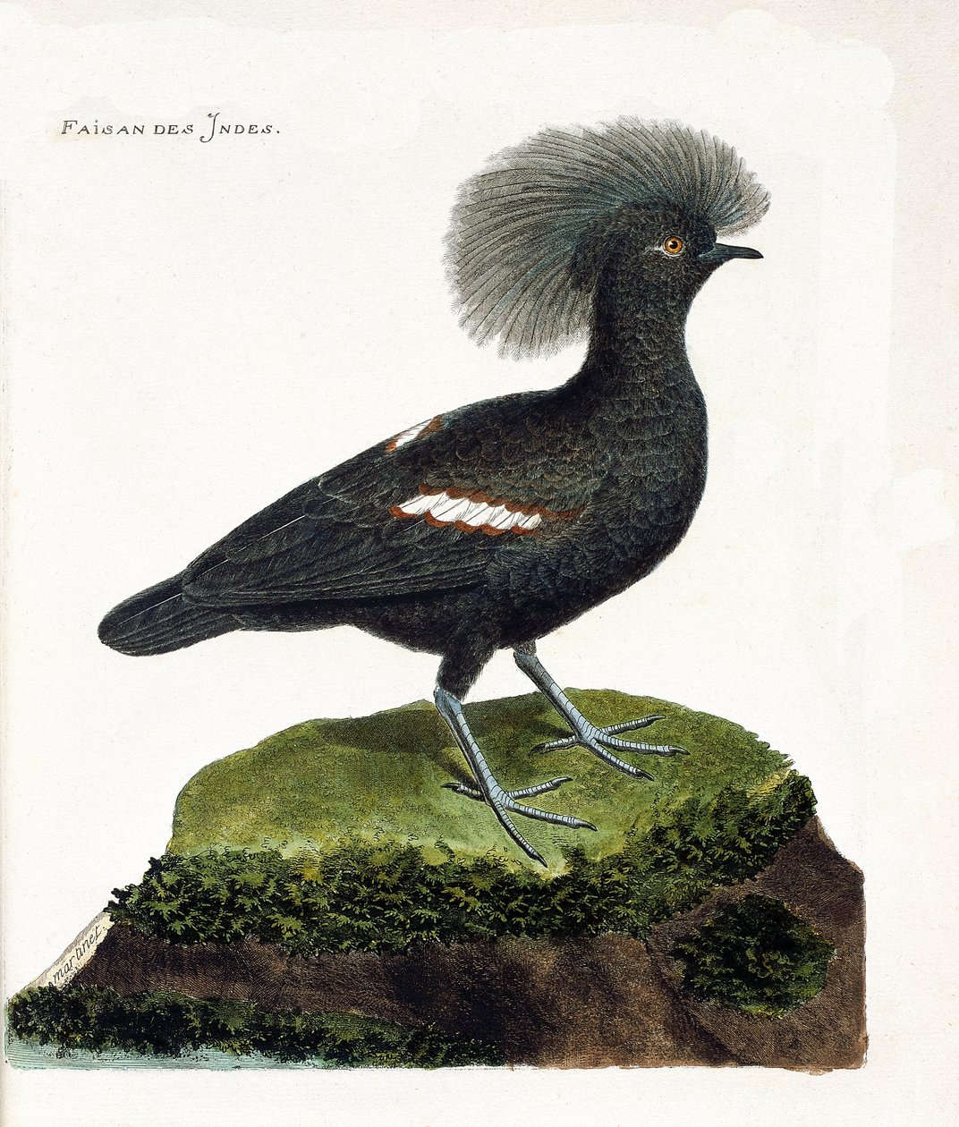 Carta zoológica (ornitologia): O faisão da Índia (coroa de goura ou goura cristata). Ilustração em "The History of the Birds, Painted in Their Appearing and Sensitive Aspects" de François Nicolas Martinet (1731-1800). Coleção particular. de Francois Nicolas Martinet