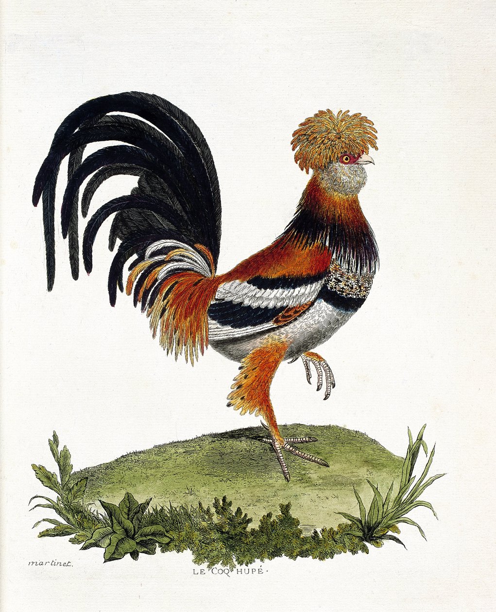Carta zoológica (ornitologia): O galo (galo doméstico ou gallus gallus). Ilustração em "A história das aves, pintadas nos seus aspectos aparentes e sensíveis" de François Nicolas Martinet (1731-1800). Coleção particular. de Francois Nicolas Martinet