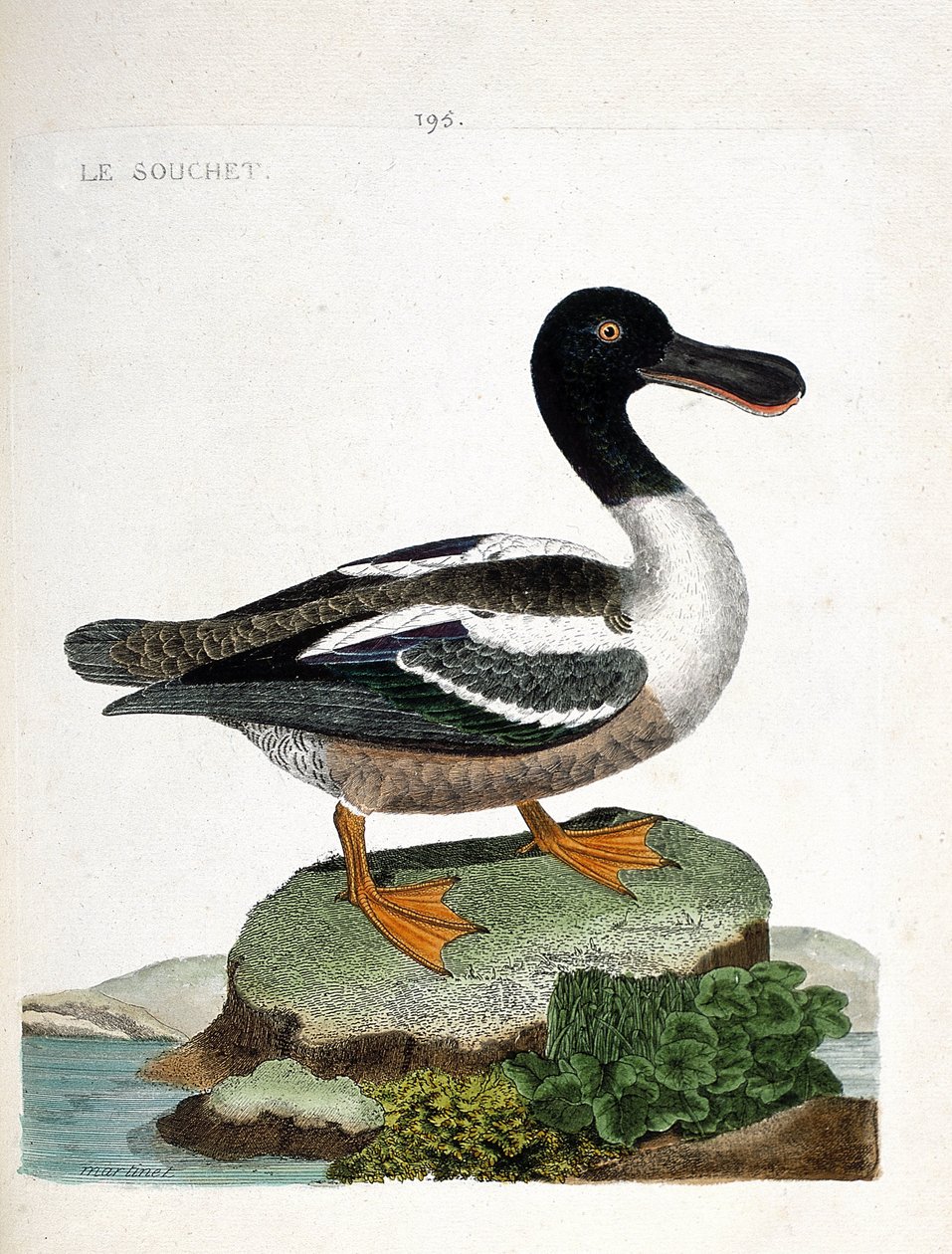 Carta zoológica (ornitologia): A estirpe (coador de pato ou anas clypeata). Ilustração em "The History of the Birds, Painted in Their Appearing and Sensitive Aspects" de François Nicolas Martinet (1731-1800). Coleção particular. de Francois Nicolas Martinet
