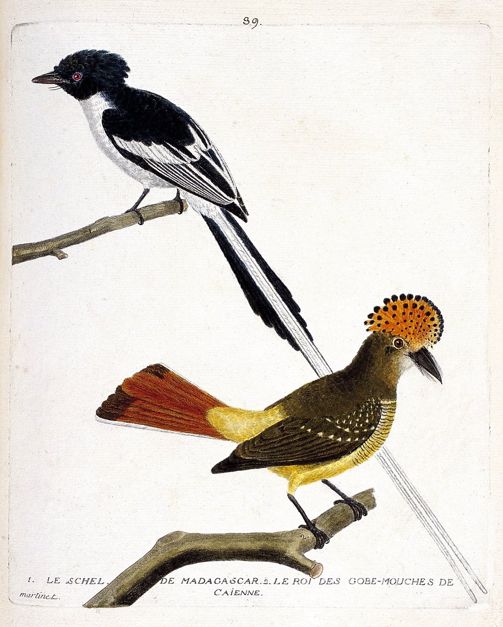 Carta zoológica (ornitologia). Top: Esquema de Madagascar (chitrec malagasy ou terpsiphone mutata). Ano baixo: Rei da mosca gob (gobemouche ou fly gob) de Caienne (coroas de Flycatcher ou onychorhynchus coronatus). Ilustração em "The History of the Birds,  de Francois Nicolas Martinet