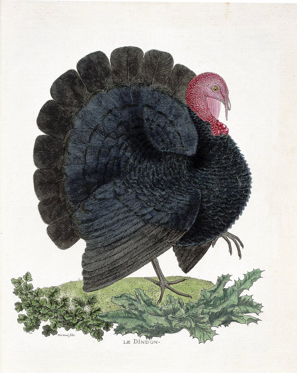Carta zoológica (ornitologia): Turquia (peru doméstico ou Melaeagris gallopavo). Ilustração em "A história das aves, pintadas nos seus aspectos aparentes e sensíveis" de François Nicolas Martinet (1731-1800) (gravura) de Francois Nicolas Martinet