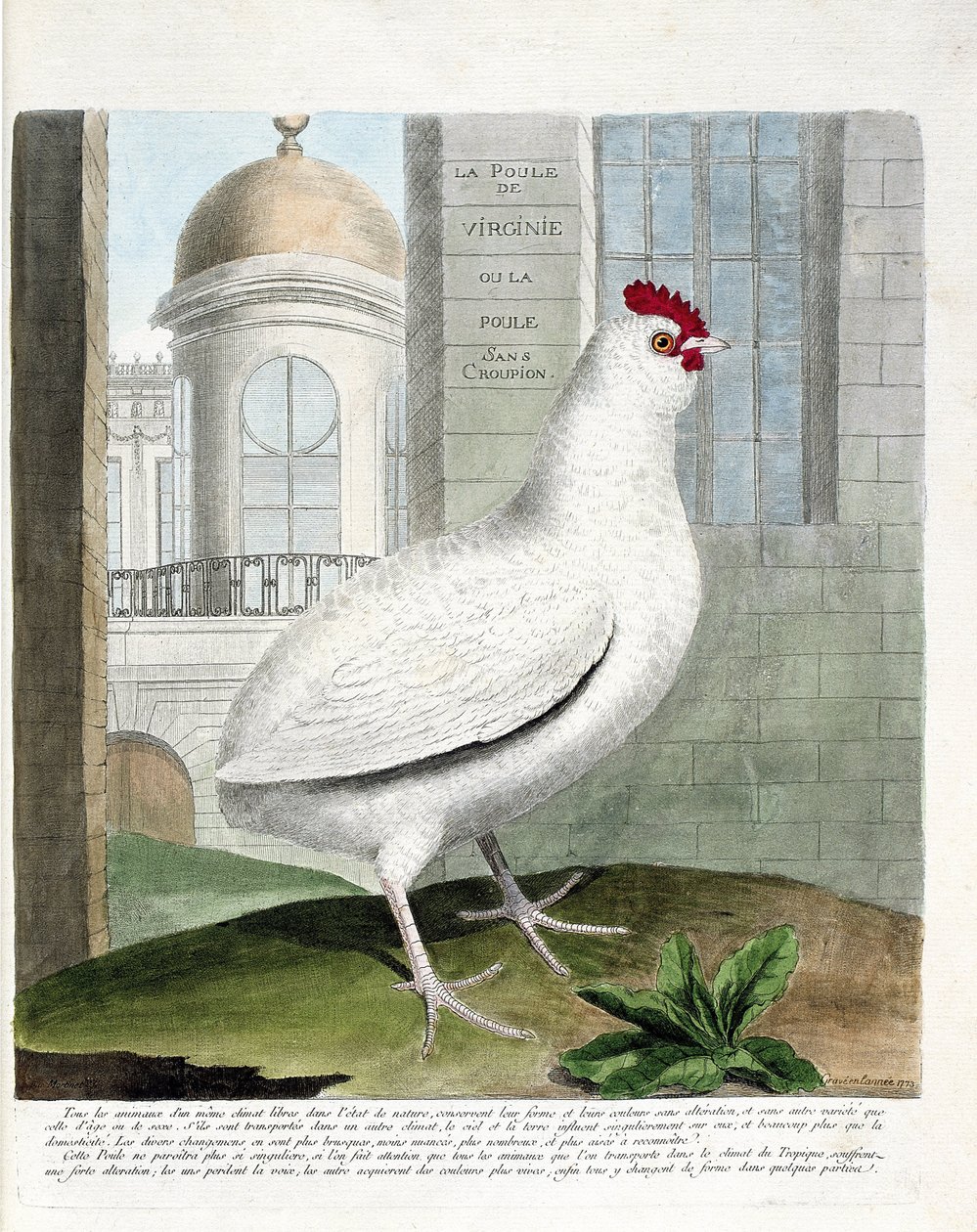 Carta zoológica (ornitologia): Galinha da Virginia ou galinha sem alcatra (galinha doméstica iu gallus gallus). Ilustração em "The History of the Birds, Painted in Their Appearing and Sensitive Aspects" de François Nicolas Martinet (1731-1800). Coleção par de Francois Nicolas Martinet