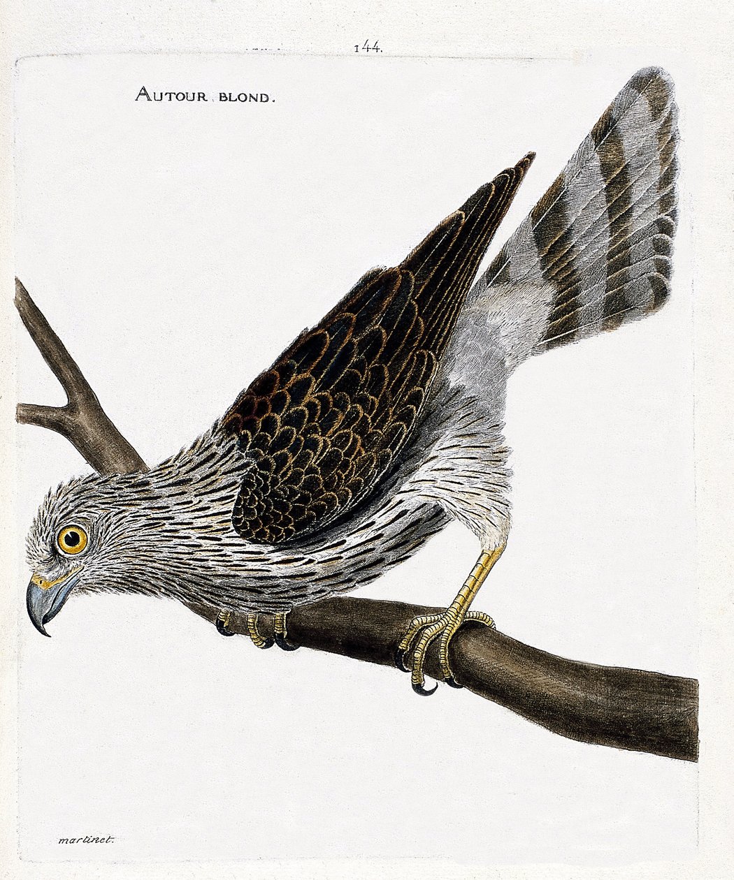 Carta zoológica (ornitologia): em torno da loira (em torno de goshawks ou accipiter gentilis) sobre um ramo. Ilustração em "The History of the Birds, Painted in Their Appearing and Sensitive Aspects" de François Nicolas Martinet (1731-1800). Coleção partic de Francois Nicolas Martinet