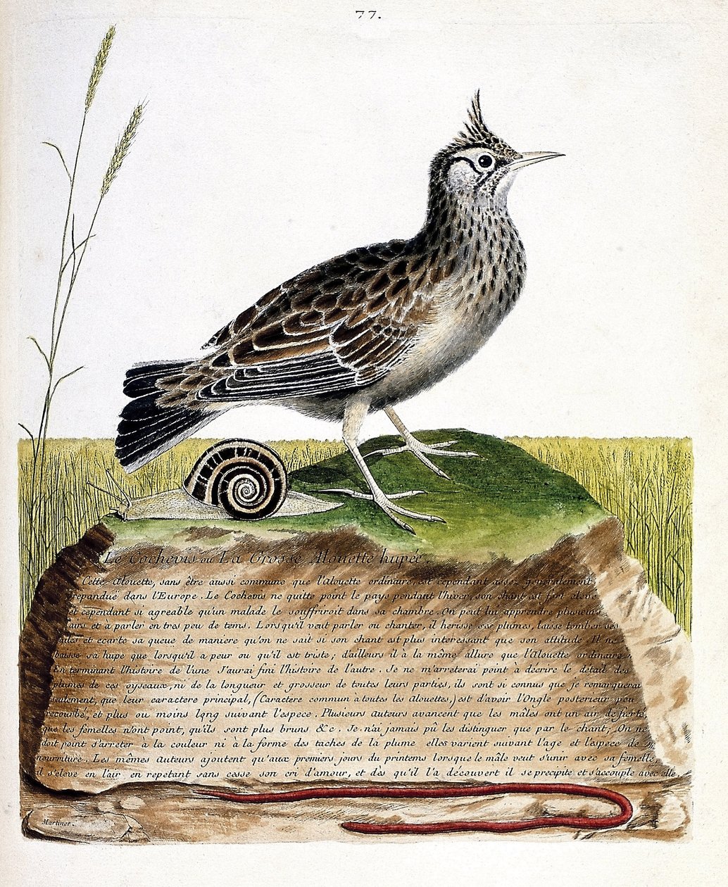 Carta zoológica (ornitologia): cochevis (cochevis huppe ou Galerida cristata). Ilustração em "The History of the Birds, Painted in Their Appearing and Sensitive Aspects" de François Nicolas Martinet (1731-1800). Coleção particular. de Francois Nicolas Martinet