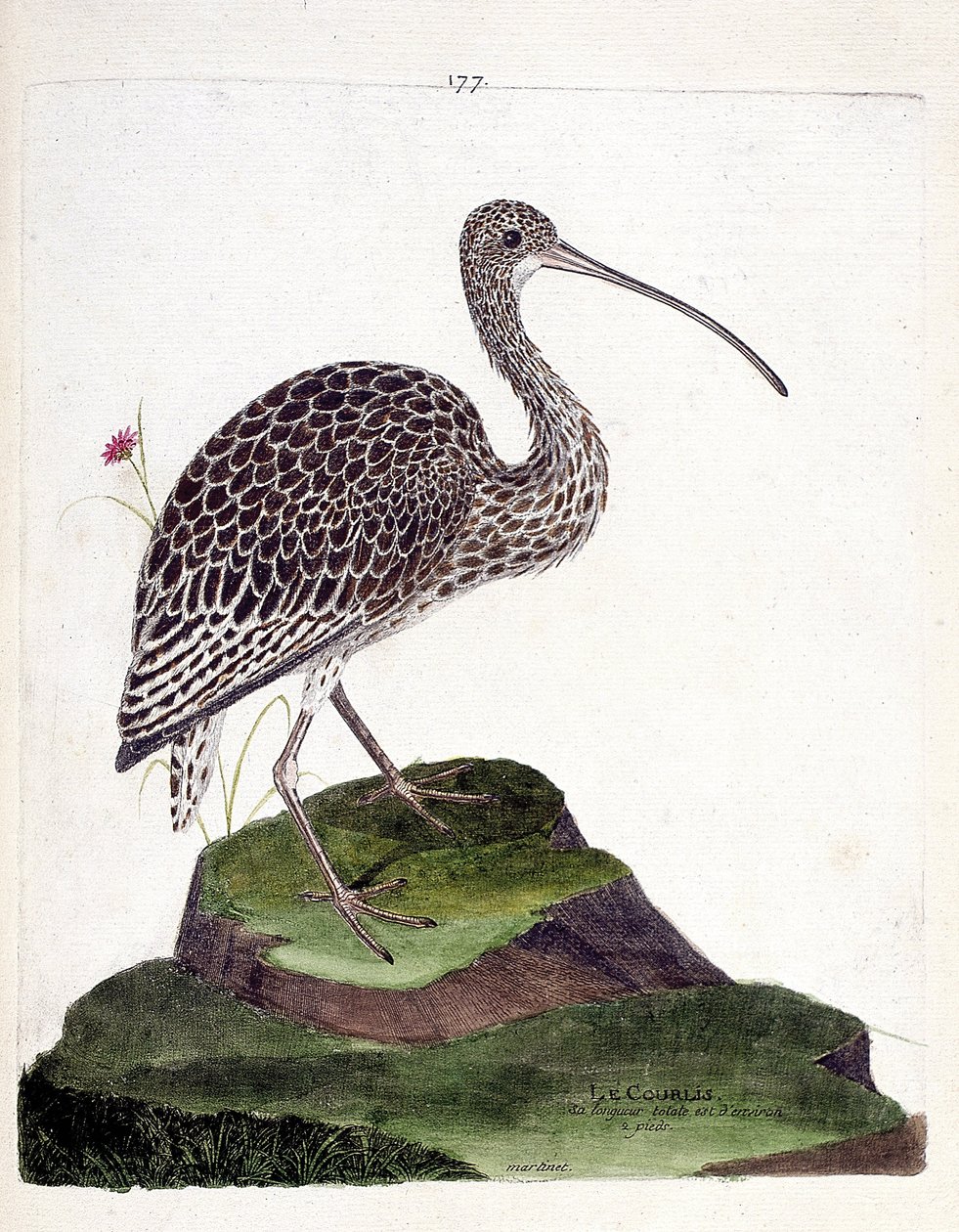Carta zoológica (ornitologia): ondulação (cinza de ondulação ou numenius arquata). Ilustração em "The History of the Birds, Painted in Their Appearing and Sensitive Aspects" de François Nicolas Martinet (1731-1800). Coleção particular. de Francois Nicolas Martinet