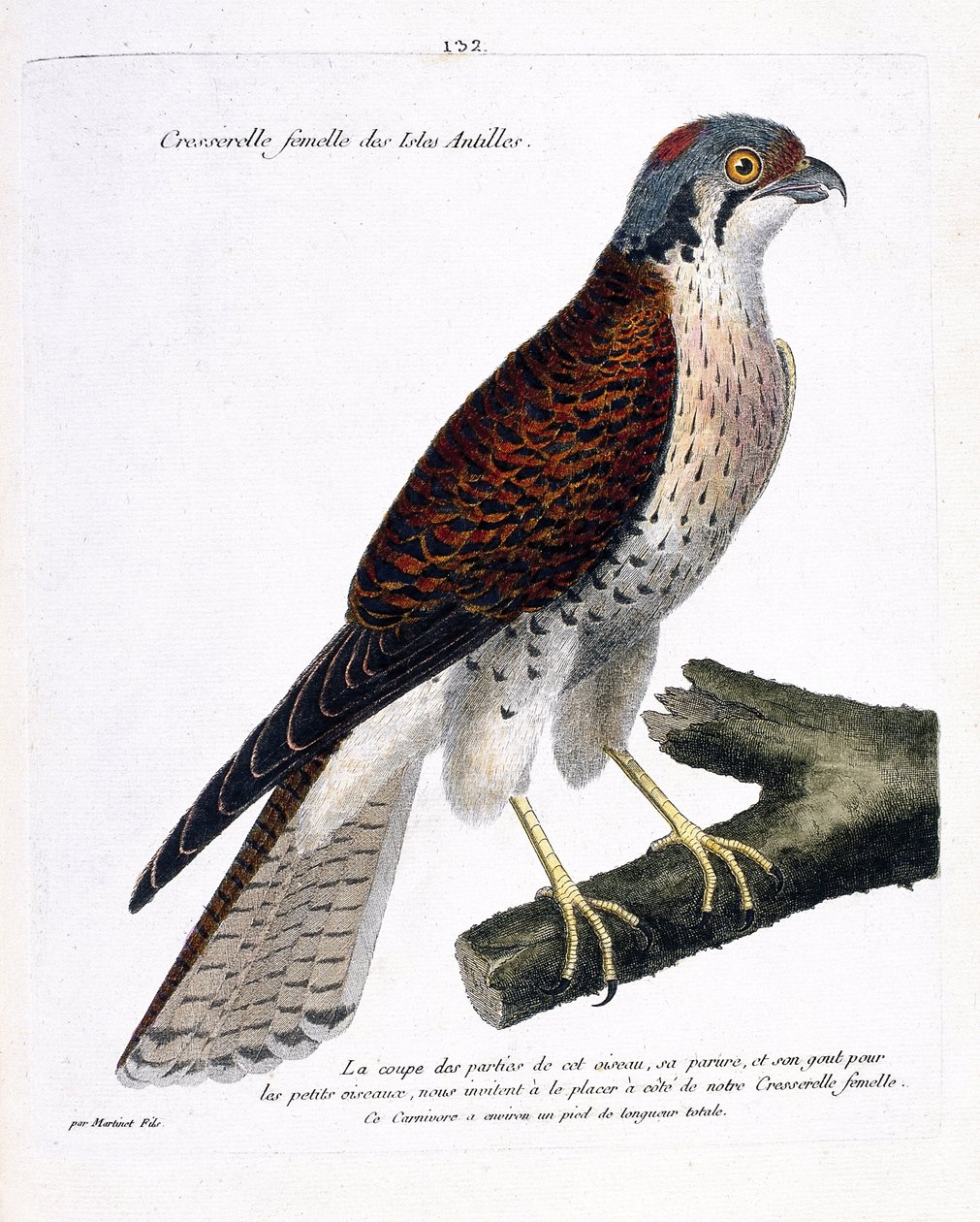 Carta zoológica (ornitologia): agrião feminino das ilhas do Caribe (crecerella americana ou falco sparverius) sobre um ramo. Ilustração em "A história das aves, pintadas nos seus aspectos aparentes e sensíveis" por François Nicolas Martinet (1731-180 de Francois Nicolas Martinet