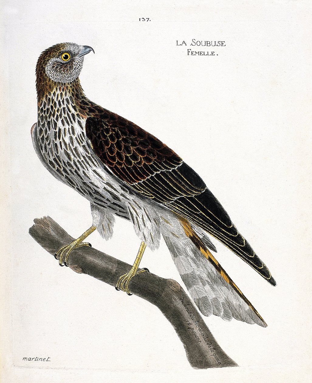 Carta zoológica (ornitologia): soubuse feminino (busard saint martin ou circus cyaneus) sobre um ramo. Ilustração em "The History of the Birds, Painted in Their Appearing and Sensitive Aspects" de François Nicolas Martinet (1731-1800). Coleção particular. de Francois Nicolas Martinet
