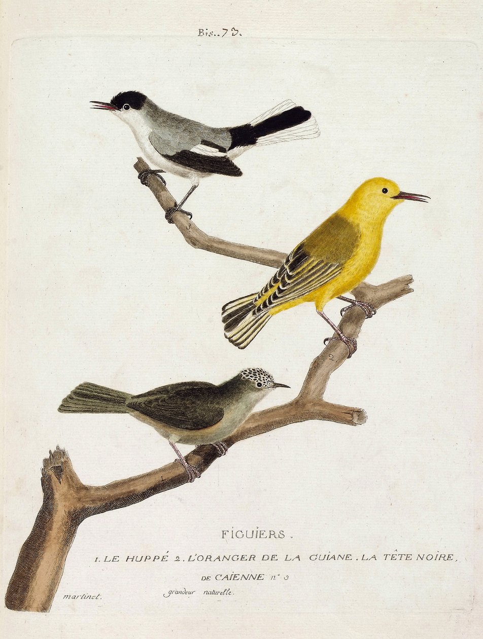 Carta zoológica (ornitologia): figueiras. De baixo para cima: o hoopoe (california gobemoucheron ou polioptila california), a laranja da guian (orangee warbler ou protonotaria citrea) e a cabeça preta de Caienne (tropical gobemoucheron ou poliopt de Francois Nicolas Martinet