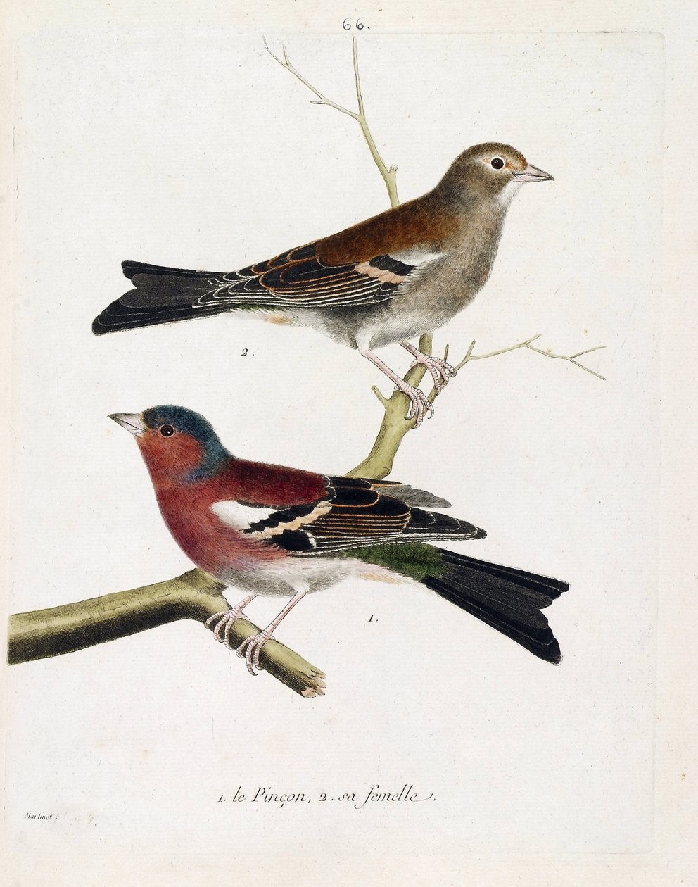 Carta zoológica (ornitologia): de baixo para cima: A pitada e sua fêmea (pinson de árvore ou coelebs de fringila) num ramo. Ilustração em "A história das aves, pintadas nos seus aspectos aparentes e sensíveis" por François Nicolas Martinet (1731-180 de Francois Nicolas Martinet