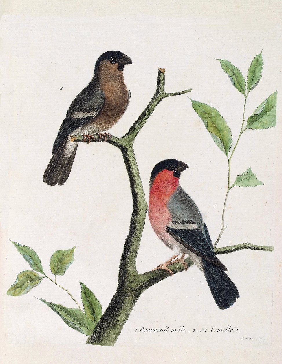 Carta zoológica (ornitologia): de baixo para cima: bouvreil macho e bouvreil fêmea (bouvreil peony ou pyrrhula pyrrhula) sobre um ramo. Ilustração em "A história das aves, pintadas nos seus aspectos aparentes e sensíveis" por François Nicolas Martinet (173 de Francois Nicolas Martinet