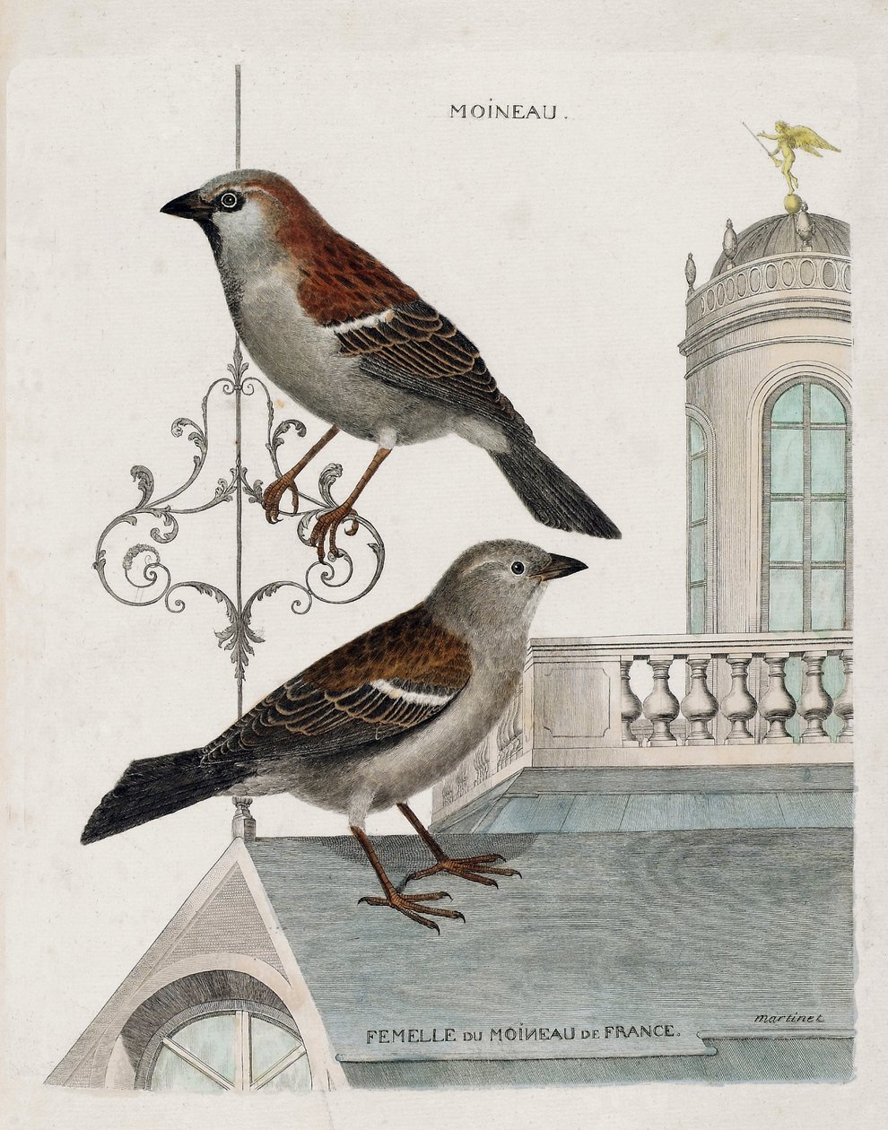 Carta zoológica (ornitologia): de cima para baixo: Pardal e fêmea do pardal da França (pardal doméstico ou pass domesticus). Ilustração em "A história das aves, pintadas nos seus aspectos aparentes e sensíveis" de François Nicolas Martinet de Francois Nicolas Martinet