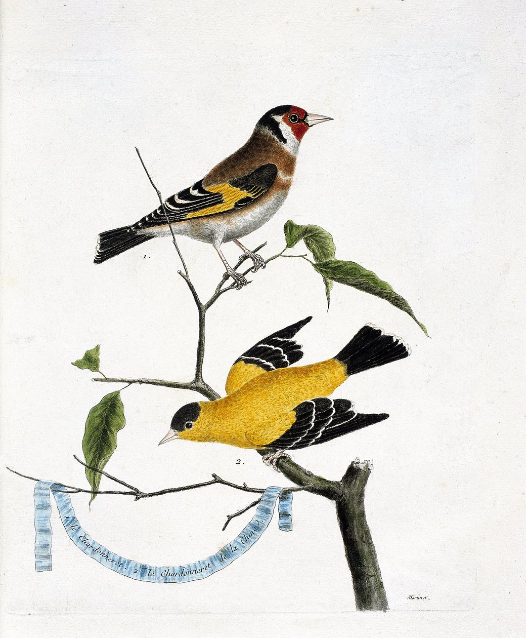 Carta zoológica (ornitologia): de cima para baixo: A chardonneret (chardonneret elegante ou carduelis carduelis) e a chardonneret da China (Tarin triste ou carduelis tristis) sobre um ramo. Ilustração em "A História das Aves, Pintada em seu Apelo de Francois Nicolas Martinet
