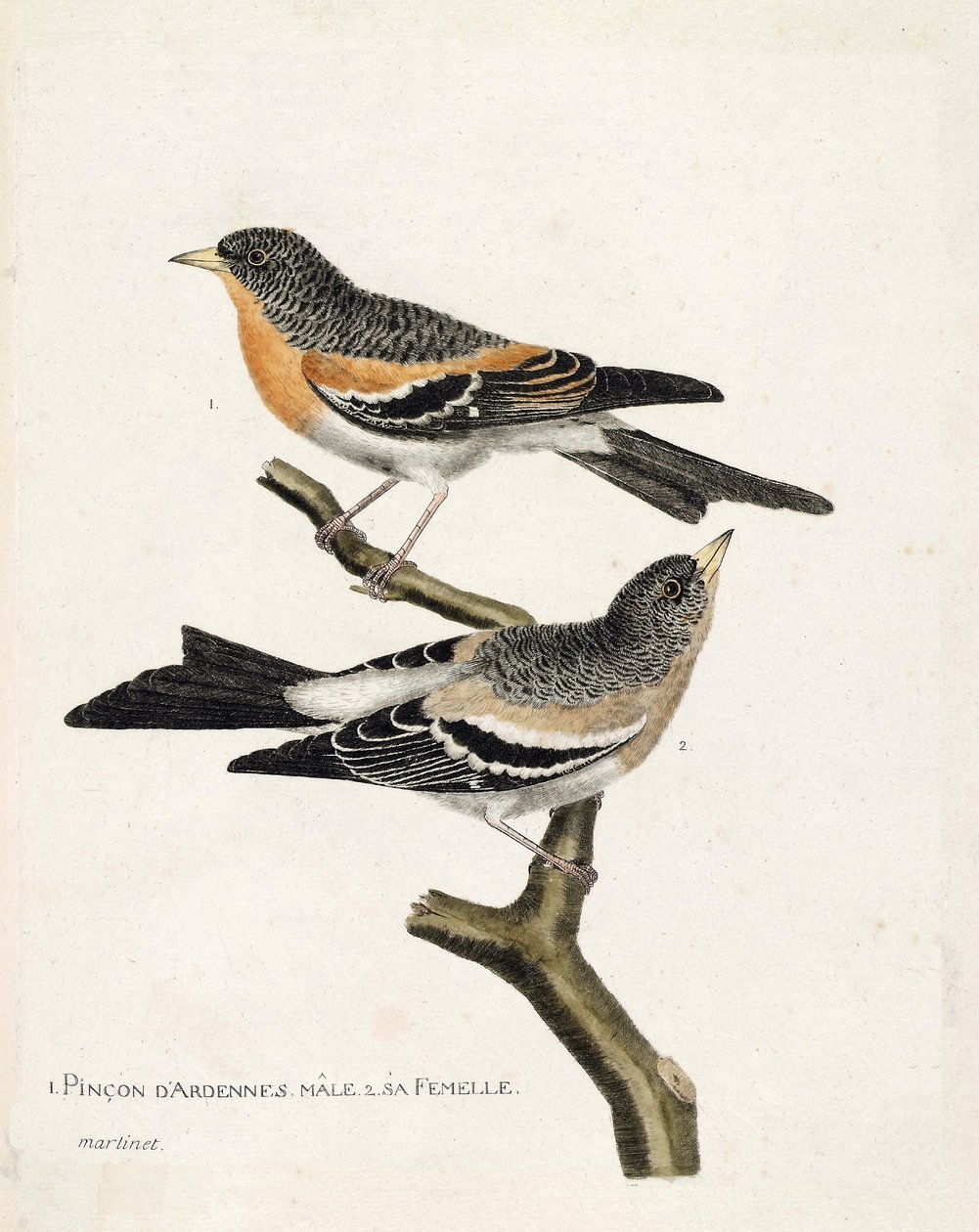 Carta zoológica (ornitologia): de cima para baixo: O pinson Ardennes pinson (pinson do norte ou fringilla montifringilla) macho e fêmea sobre um ramo. Ilustração em "A História das Aves, Pintadas nos seus Aspectos Aparentes e Sensíveis" de François Nico de Francois Nicolas Martinet