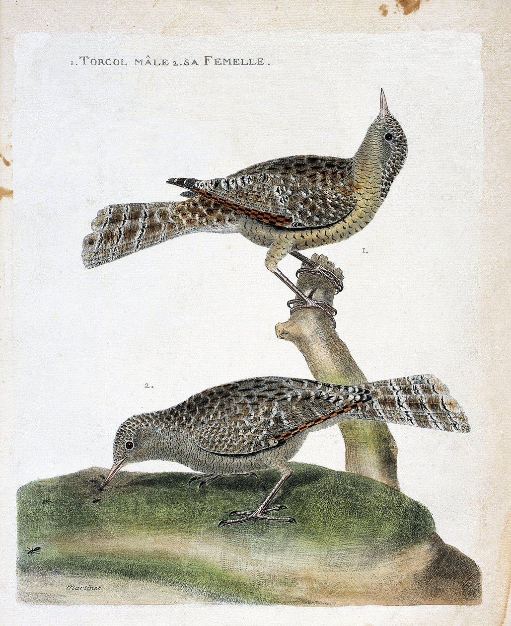 Carta zoológica (ornitologia): de cima para baixo: O torcol masculino e seu feminino (Torcol Fourmilier ou Jynx torquilla). Ilustração em "A história das aves, pintadas nos seus aspectos aparentes e sensíveis" por François Nicolas Martinet (1731-1800). de Francois Nicolas Martinet