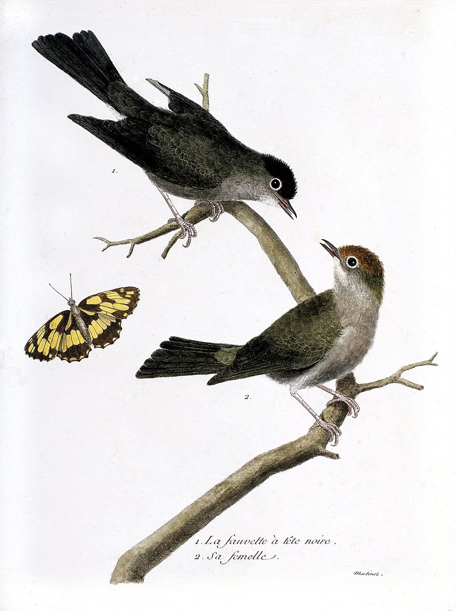 Carta zoológica (ornitologia): de cima para baixo: o falcão cabeça-negra e sua fêmea (Sylvia atricapilla) sobre um ramo. Ilustração em "The History of the Birds, Painted in Their Appearing and Sensitive Aspects" de François Nicolas Martinet (1731-1800). P de Francois Nicolas Martinet