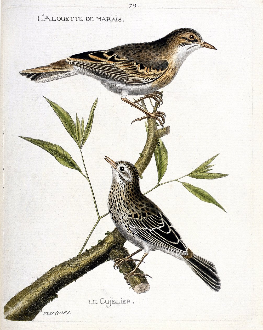 Carta zoológica (ornitologia): de cima para baixo: a cotovia do sapal (pipit rousseline ou anthus campestris) e a cujelier (pipit farlouse ou anthus pratensis) sobre um ramo. Ilustração em "A História das Aves, Pintadas na sua Aparência e Sensibilidade de Francois Nicolas Martinet