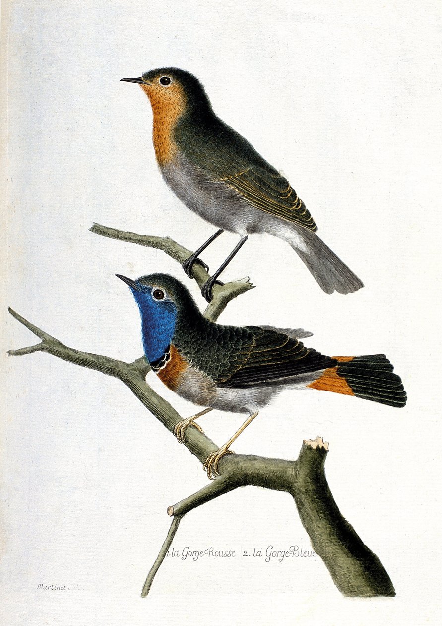 Gráfico zoológico (ornitologia): de cima para baixo: a garganta vermelha (garganta vermelha ou garganta vermelha ou eritacus rubecula) e a garganta azul (garganta azul ou luscinia svecica) sobre um ramo. Ilustração em "A História das Aves, Pintadas na sua  de Francois Nicolas Martinet