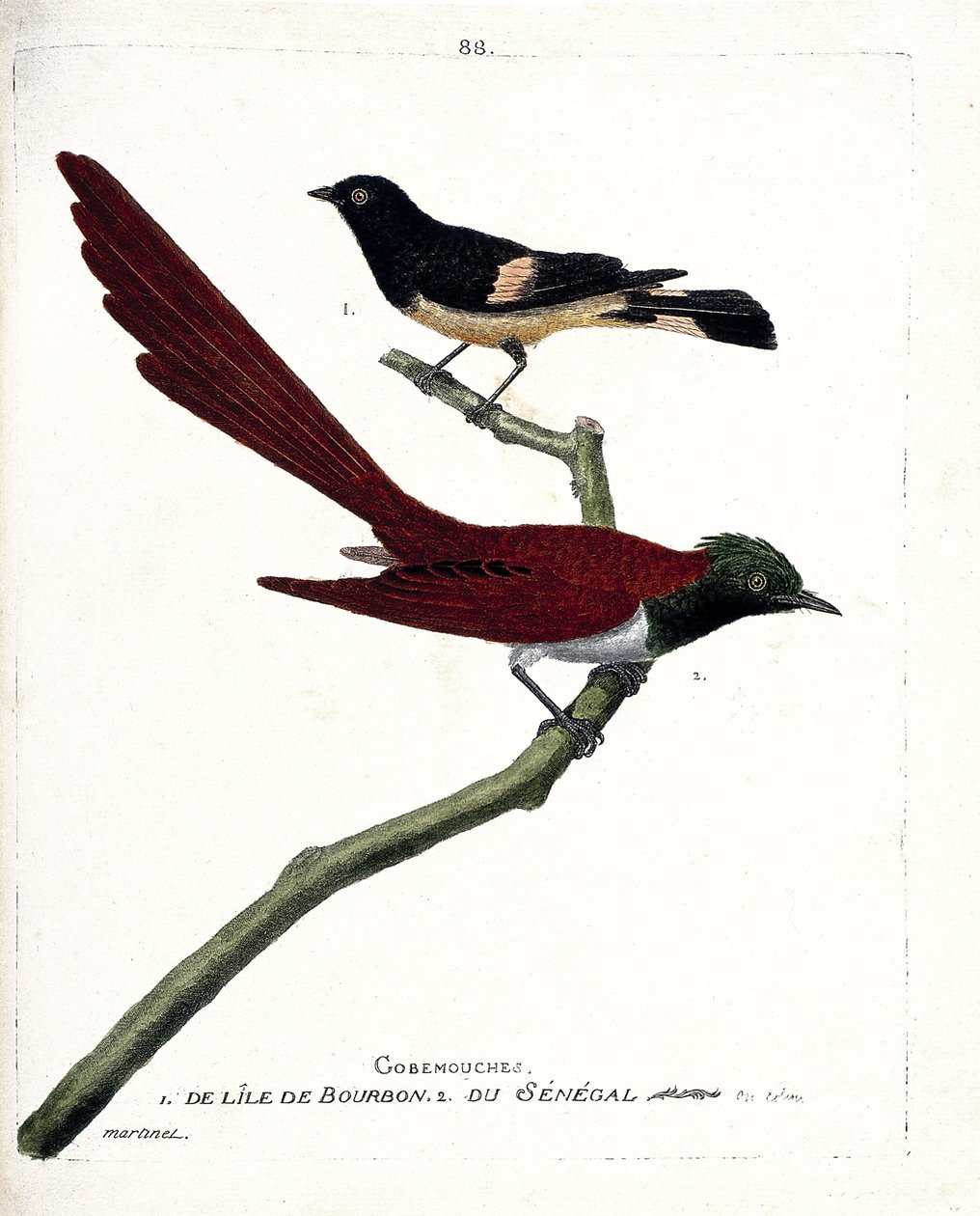 Carta zoológica (ornitologia): gobe-fly (gobemouche) da ilha de bourbon (Shama de Madagascar ou copsychus albospecularis) e gobe fly do Senegal (tchitrec de paradis ou terpsiphone paradisii). Ilustração em "The History of the Birds, Painted i de Francois Nicolas Martinet
