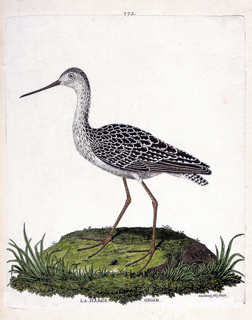 Carta zoológica (ornitologia): barcaça cinzenta (barcaça vermelha ou limosa lapponica). Ilustração em "The History of the Birds, Painted in Their Appearing and Sensitive Aspects" de François Nicolas Martinet (1731-1800). Coleção particular. de Francois Nicolas Martinet