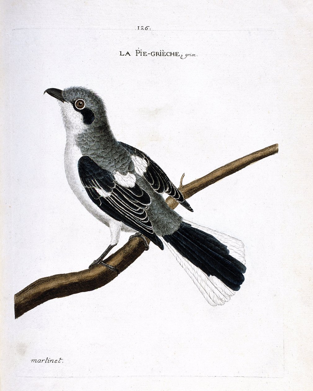 Carta zoológica (ornitologia): grieche cinza (excubitador cinzento ou lanius) sobre um ramo. Ilustração em "A história das aves, pintadas nos seus aspectos aparentes e sensíveis" de François Nicolas Martinet (1731-1800). Coleção particular. de Francois Nicolas Martinet