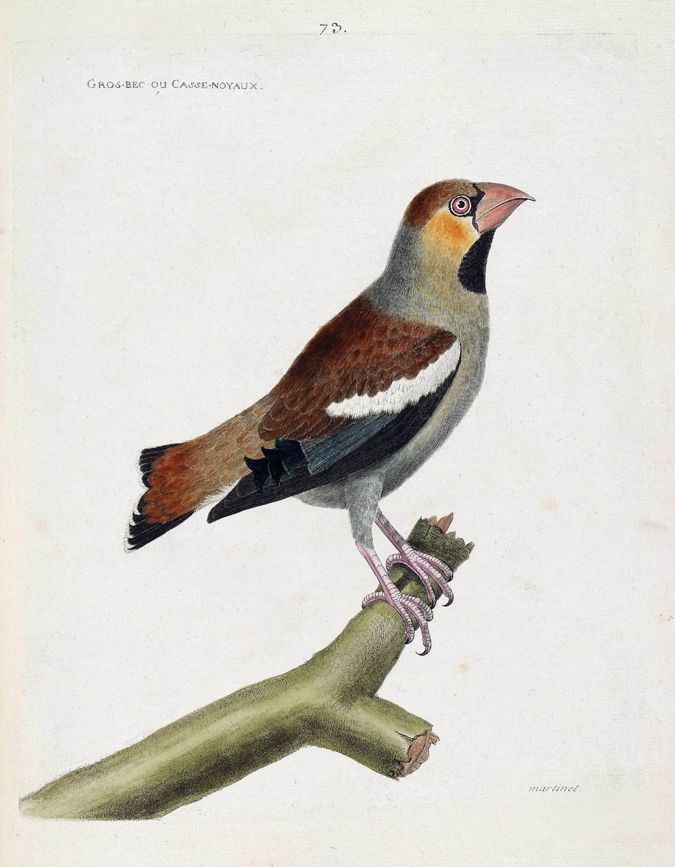 Carta zoológica (ornitologia): bico grande (grosbeak) ou núcleos (coccauthrausts) sobre um ramo. Ilustração em "A História das Aves, Pintadas nos seus Aspectos Aparentes e Sensíveis" de François Nicolas Martinet (1731-1800). Coleção particular. de Francois Nicolas Martinet