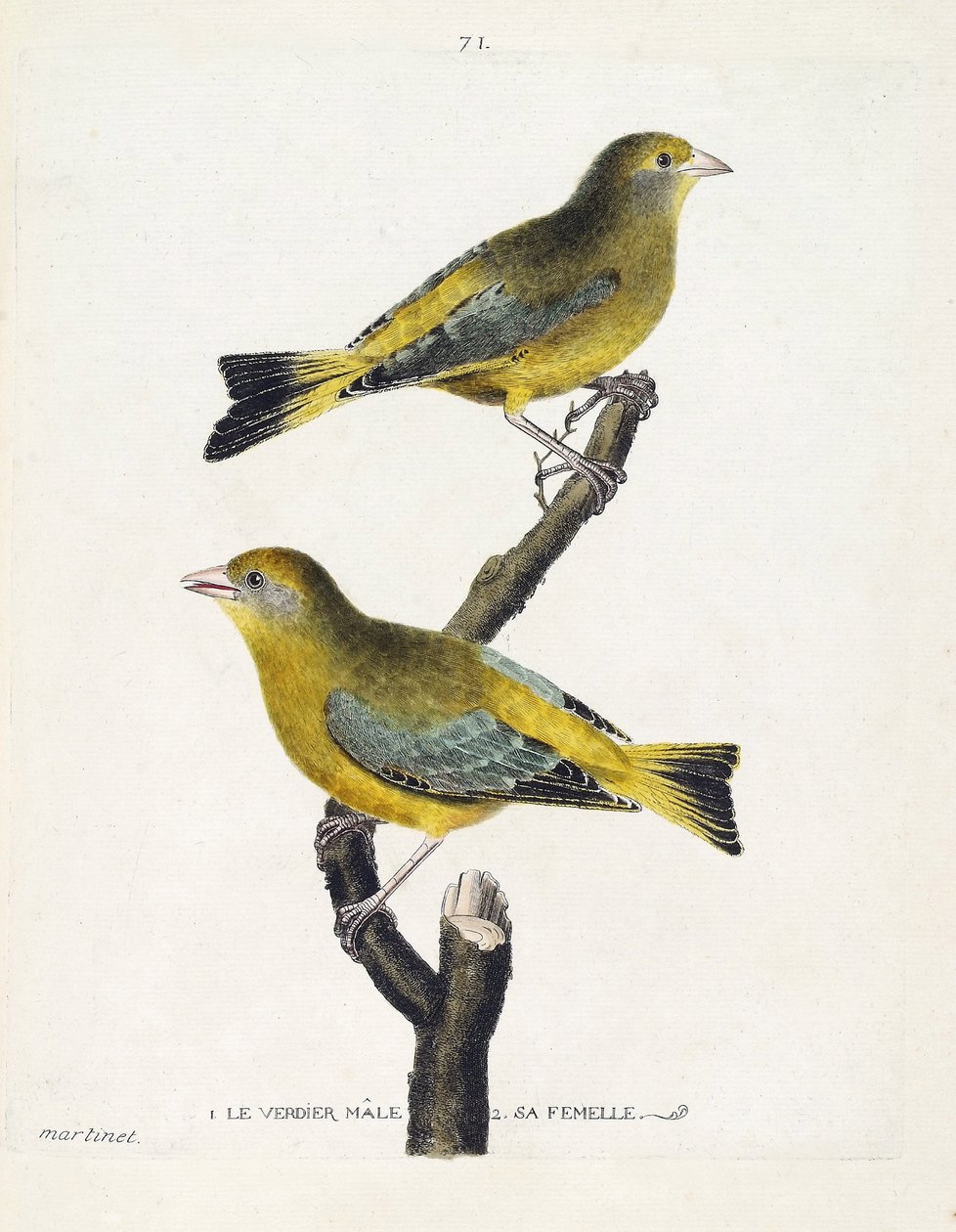 Carta zoológica (ornitologia): verdier masculino e feminino (verdier europeu ou carduelis chloris) sobre um ramo. Ilustração em "The History of the Birds, Painted in Their Appearing and Sensitive Aspects" de François Nicolas Martinet (1731-1800). Colisão p de Francois Nicolas Martinet