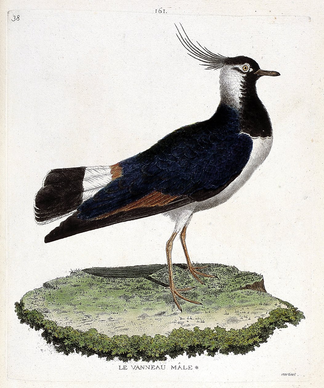 Carta zoológica (ornitologia): cordeiro macho (looped ou vanellus vanellus). Ilustração em "The History of the Birds, Painted in Their Appearing and Sensitive Aspects" de François Nicolas Martinet (1731-1800). Coleção particular. de Francois Nicolas Martinet