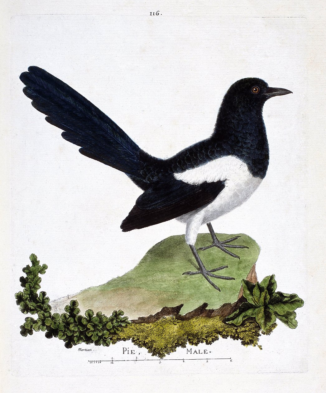Carta zoológica (ornitologia): pega macho ou pica pica tagarela (pica pica). Ilustração em "A história das aves, pintadas nos seus aspectos aparentes e sensíveis" por François Nicolas Martinet (1731-1800). Coleção particular. de Francois Nicolas Martinet