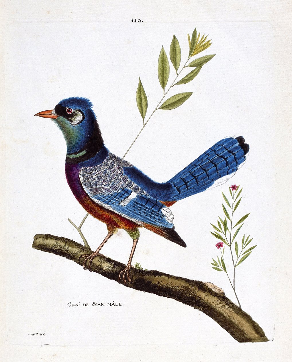 Carta zoológica (ornitologia): siam jay macho (blue jay ou cyanocitta cristata) sobre um ramo. Ilustração em "The History of the Birds, Painted in Their Appearing and Sensitive Aspects" de François Nicolas Martinet (1731-1800). Coleção particular. de Francois Nicolas Martinet