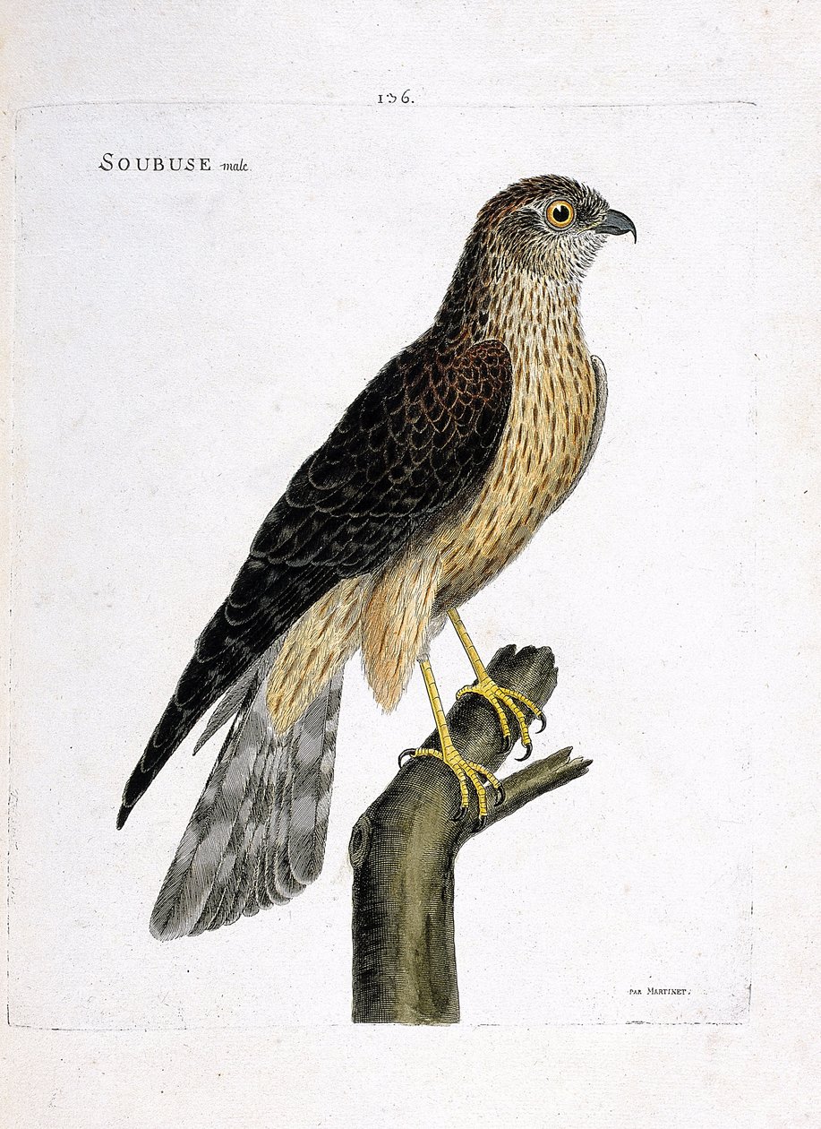 Carta zoológica (ornitologia): soubuse macho (busard saint martin ou circus cyaneus) sobre um ramo. Ilustração em "The History of the Birds, Painted in Their Appearing and Sensitive Aspects" de François Nicolas Martinet (1731-1800). Coleção particular. de Francois Nicolas Martinet