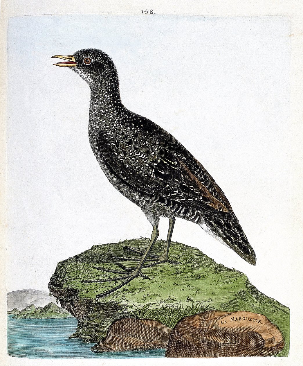 Carta zoológica (ornitologia): marouette (marouette spot ou porzana porzana). Ilustração em "A história das aves, pintadas nos seus aspectos aparentes e sensíveis" por François Nicolas Martinet (1731-1800). Coleção particular. de Francois Nicolas Martinet