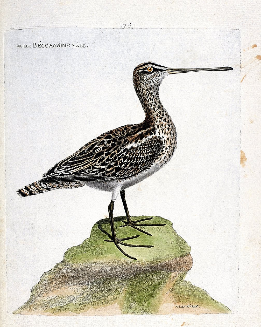Carta zoológica (ornitologia): becassine velho macho (becassine pantanoso ou gallinago gallinago). Ilustração em "The History of the Birds, Painted in Their Appearing and Sensitive Aspects" de François Nicolas Martinet (1731-1800). Coleção particular. de Francois Nicolas Martinet