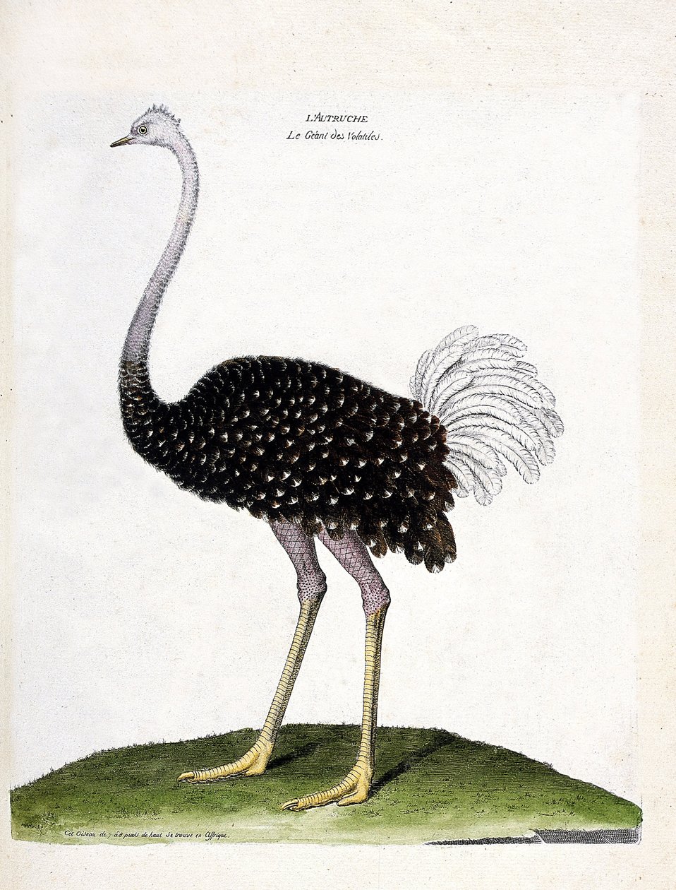 Carta zoológica (ornitologia): avestruz (struthio camelus). Ilustração em "The History of the Birds, Painted in Their Appearing and Sensitive Aspects" de François Nicolas Martinet (1731-1800). Coleção particular. de Francois Nicolas Martinet