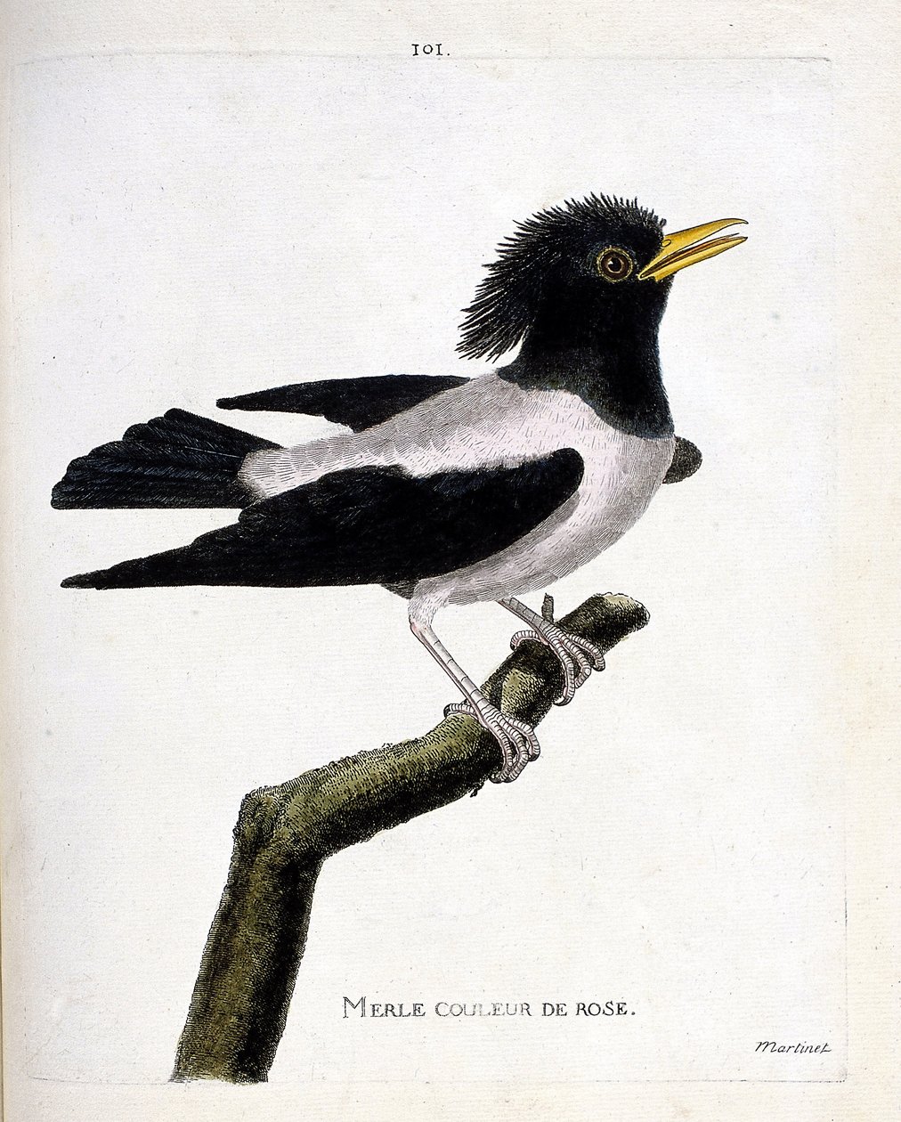 Carta zoológica (ornitologia): melro rosa (estorninho avermelhado ou estorninho rosa) sobre um ramo. Ilustração em "The History of the Birds, Painted in Their Appearing and Sensitive Aspects" de François Nicolas Martinet (1731-1800). Coleção particular. de Francois Nicolas Martinet