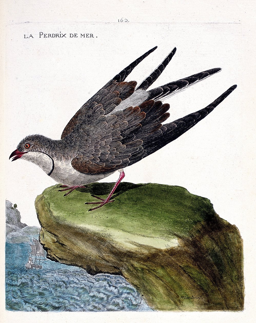Carta zoológica (ornitologia): perdiz marinha (glareole um colar ou pratincola glareola). Ilustração em "A história das aves, pintadas nos seus aspectos aparentes e sensíveis" de François Nicolas Martinet (1731-1800). Coleção particular. de Francois Nicolas Martinet