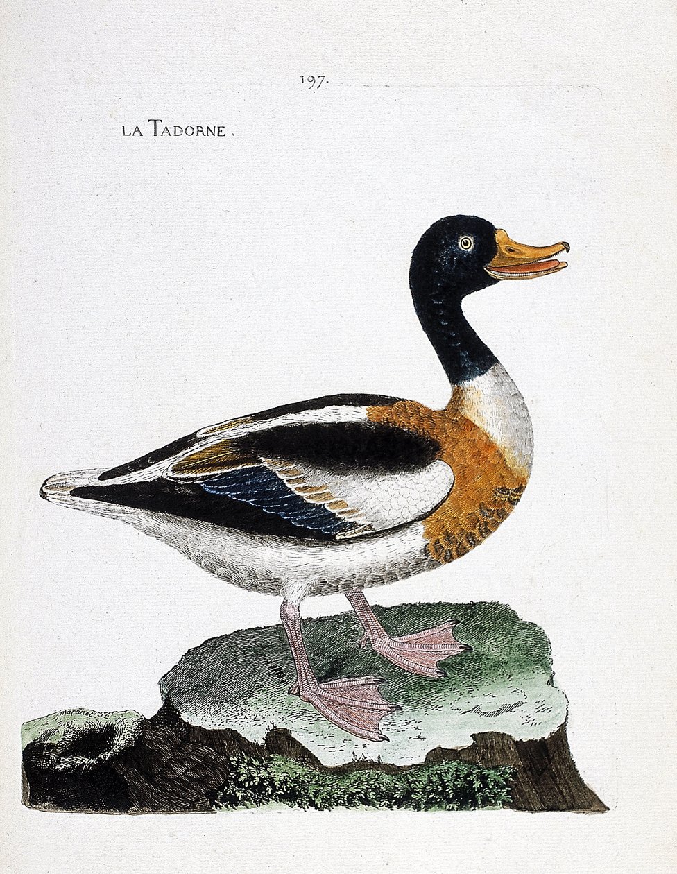 Carta zoológica (ornitologia): tadorne (tadorne de belon ou tadorna tadorna). Ilustração em "A história das aves, pintadas nos seus aspectos aparentes e sensíveis" de François Nicolas Martinet (1731-1800). Coleção particular. de Francois Nicolas Martinet