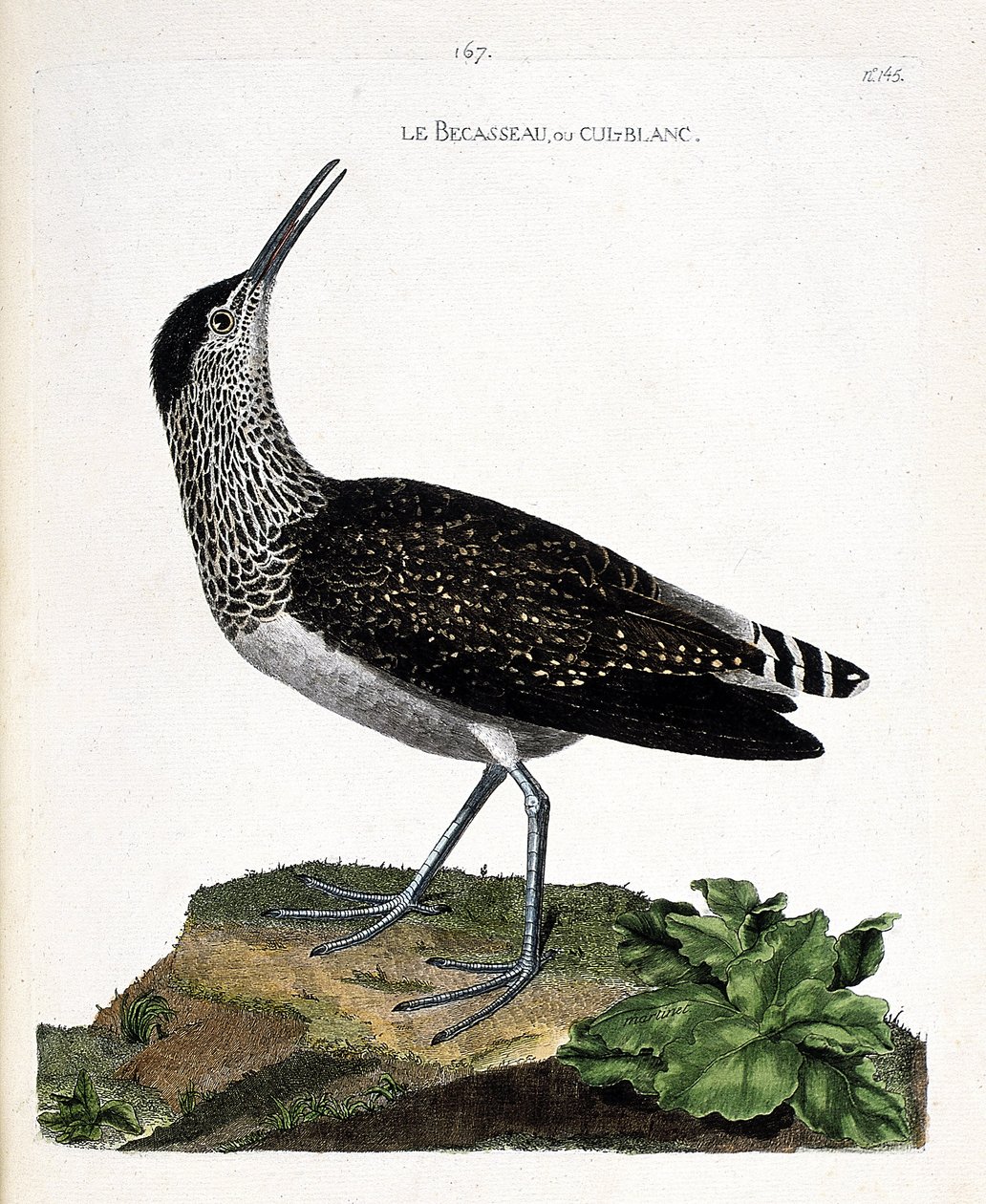Carta zoológica (ornitologia): o bico ou cul-blanc (bico branco, cavaleiro cul-blanc ou Tringa ochropus). Ilustração em "The History of the Birds, Painted in Their Appearing and Sensitive Aspects" de François Nicolas Martinet (1731-1800). Coleção particula de Francois Nicolas Martinet