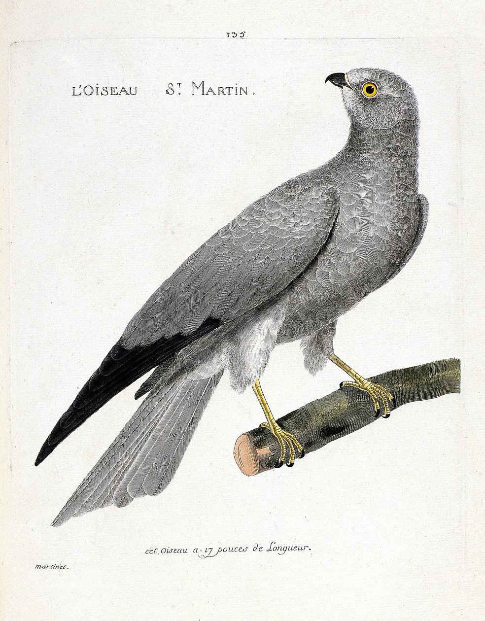 Carta zoológica (ornitologia): o santo pássaro martin (busard saint martin ou circus cyaneus) sobre um ramo. Ilustração em "A história das aves, pintadas nos seus aspectos aparentes e sensíveis" de François Nicolas Martinet (1731-1800). Colecção privada de Francois Nicolas Martinet