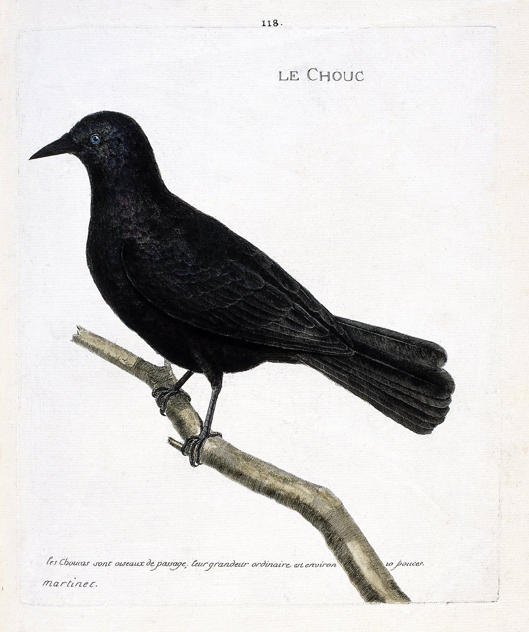 Carta zoológica (ornitologia): o repolho (couve das torres ou corvus monedula) sobre um ramo. Ilustração em "A história das aves, pintadas em seus aspectos aparentes e sensíveis" por François Nicolas Martinet (1731-1800). Coleção particular. de Francois Nicolas Martinet