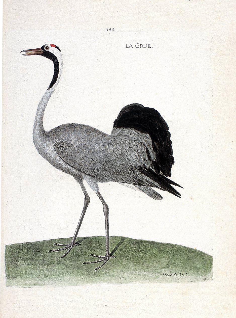 Carta zoológica (ornitologia): o grou (grus grus grus) - Ilustração em "A história das aves, pintada nos seus aspectos aparentes e sensíveis" por François Nicolas Martinet (1731-1800) - Colecção privada de Francois Nicolas Martinet