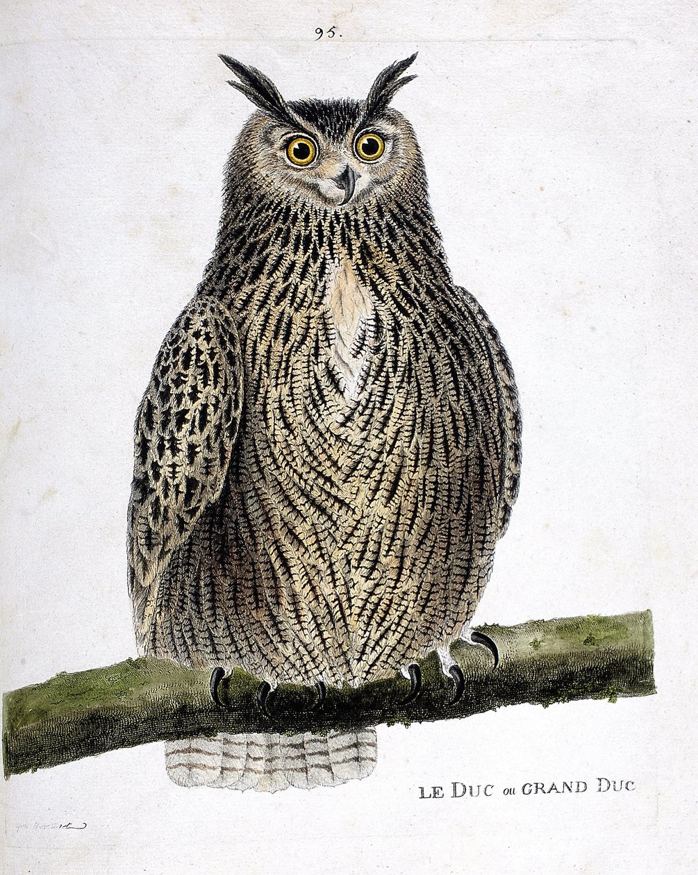 Carta zoológica (ornitologia): o duque ou grão-duque (grão-duque ou bubo bubo) sobre um ramo. Ilustração em "A História das Aves, Pintada nos seus Aspectos Aparentes e Sensíveis" de François Nicolas Martinet (1731-1800). Coleção particular. de Francois Nicolas Martinet