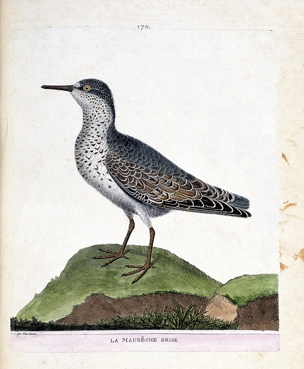 Carta zoológica (ornitologia): o maubeche cinzento (bico púrpura ou calidris maritima). Ilustração em "A história das aves, pintadas nos seus aspectos aparentes e sensíveis" de François Nicolas Martinet (1731-1800). Coleção particular. de Francois Nicolas Martinet