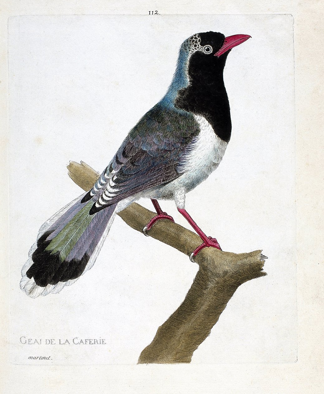 Carta zoológica (ornitologia): o gaio da cafetaria (pirolla vermelha ou urocissa erythrorhyncha). Ilustração em "A história das aves, pintadas nos seus aspectos aparentes e sensíveis" de François Nicolas Martinet (1731-1800). Colega particular de Francois Nicolas Martinet