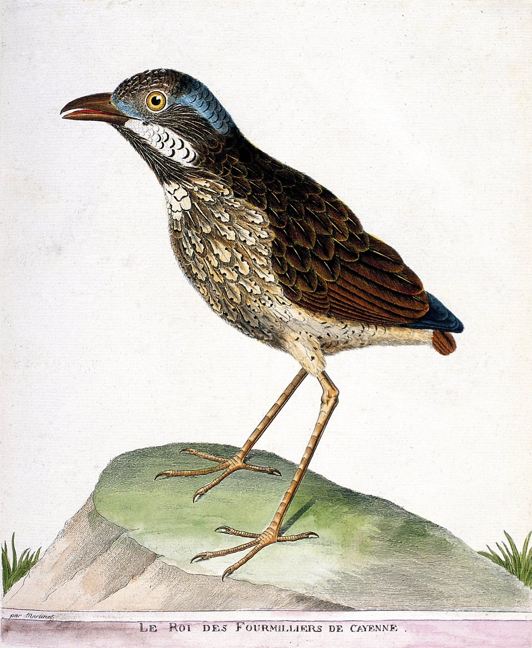 Carta zoológica (ornitologia): o rei dos quarto mil de Caiena (grallaire king ou grallaria varia). Ilustração em "A História das Aves, Pintada nos seus Aspectos Aparentes e Sensíveis" de François Nicolas Martinet (1731-1800). Colisão privada de Francois Nicolas Martinet