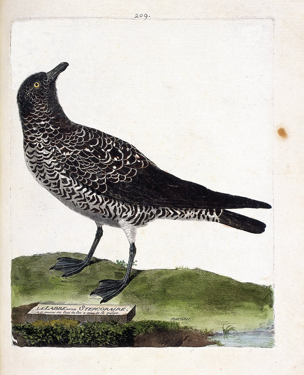 Carta zoológica (ornitologia): o labbe ou stercorar (pomarin labbe ou stercorarius pomarinus). Ilustração em "The History of the Birds, Painted in Their Appearing and Sensitive Aspects" de François Nicolas Martinet (1731-1800). Coleção particular. de Francois Nicolas Martinet