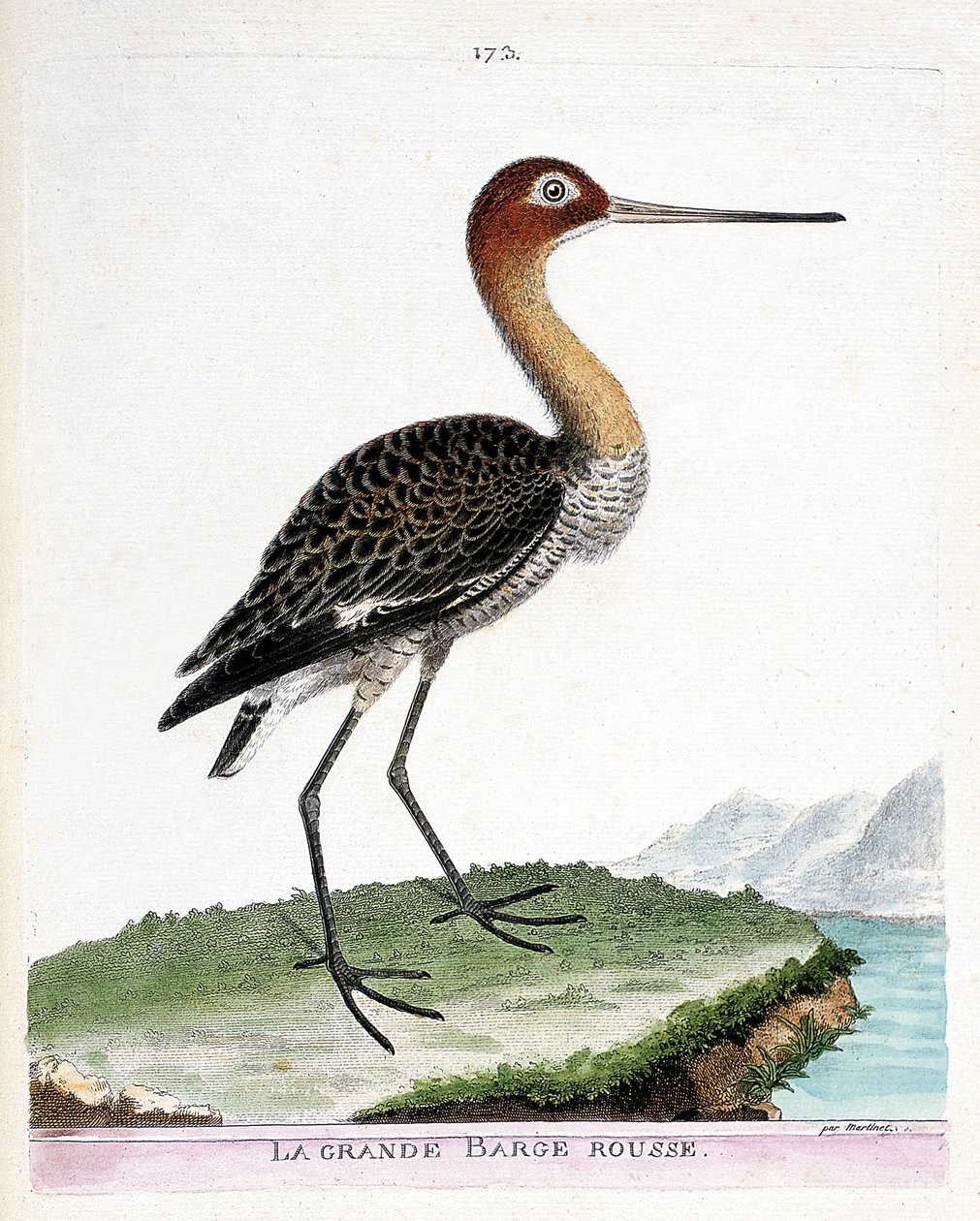 Carta zoológica (ornitologia): a grande barcaça vermelha (barcaça de cauda preta ou limosa limosa). Ilustração em "The History of the Birds, Painted in Their Appearing and Sensitive Aspects" de François Nicolas Martinet (1731-1800). Coleção particular. de Francois Nicolas Martinet